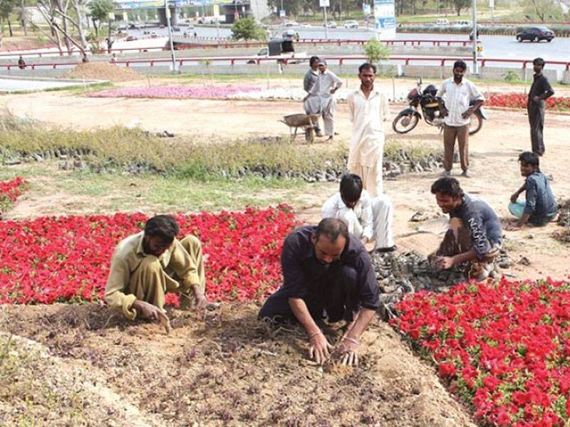 CDA to make capital a city of flowers, claims Kazmi