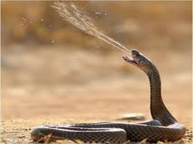 Scientists unravel mystery of snake venom