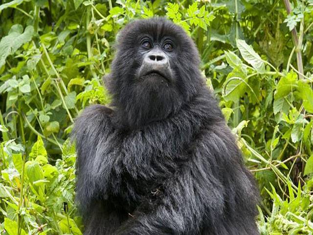 Origins of AIDS virus strains traced to gorillas