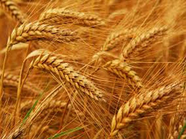 Country to reap bumper wheat crop this year