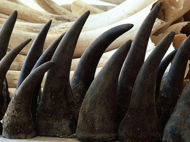 Canadian jailed in US for smuggling horns, ivory