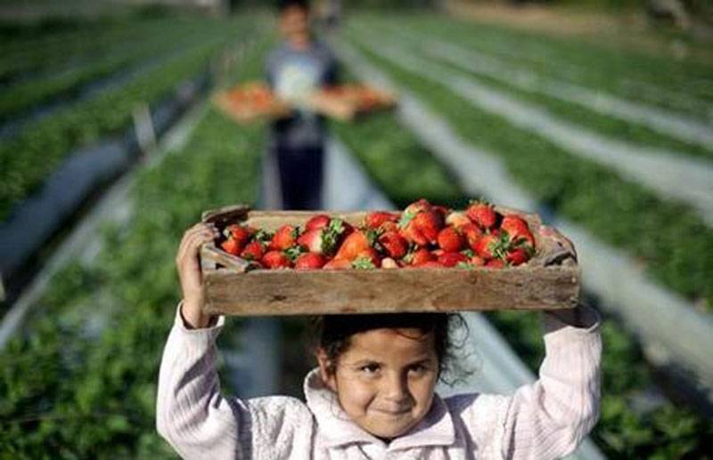 'Abuse' of Palestinian kids on settler farms slammed
