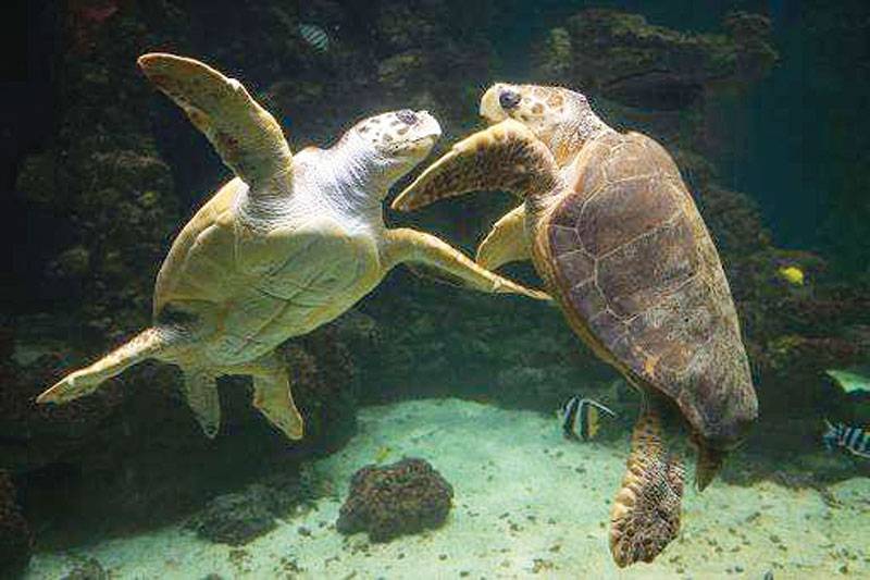 US govt sued over turtles snared in shrimp nets 