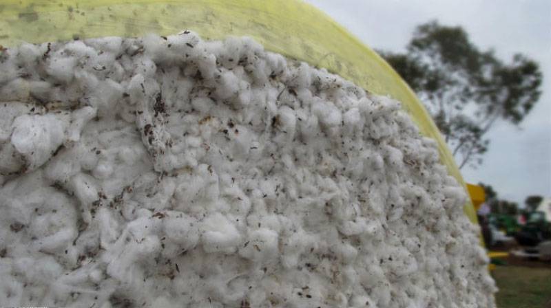 Cotton reaching ginning factories up 11pc in April