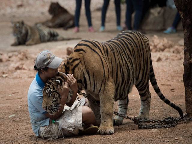 Dispute flares over controversial Thai temple tigers