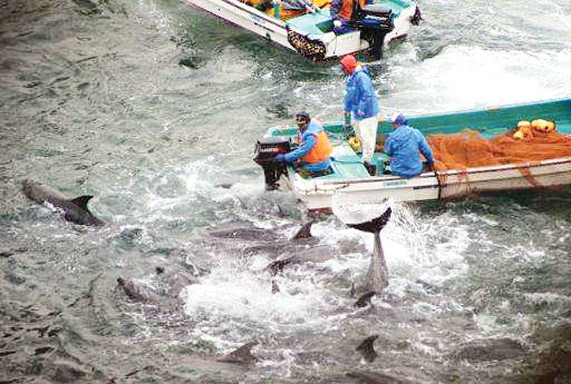 Japan zoo group puzzled over dolphin hunt exclusion 