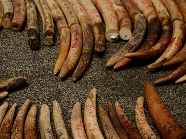 Activists demand probe after ivory seizures