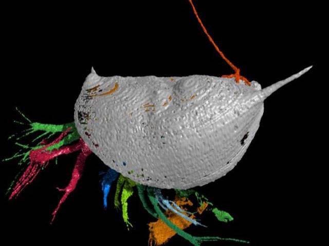 425m-year-old parasite found attached to host