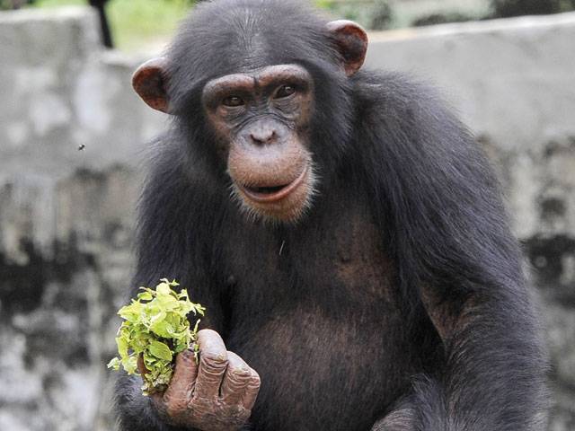 Gourmet chimps show how we came to cook