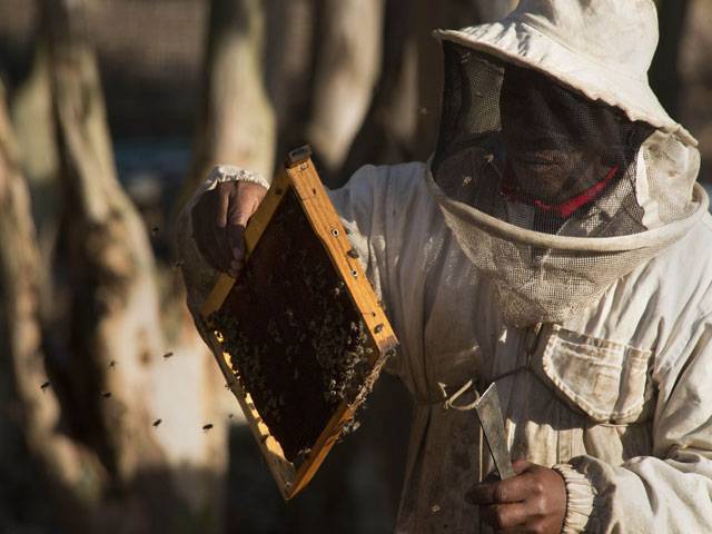 Bees are ‘sick of humans’ but man will feel the sting