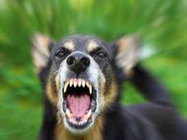 Dog-bite cases on rise in Rawalpindi