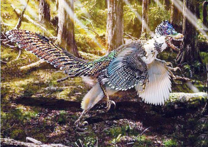 Velociraptor ancestor was winged dragon 