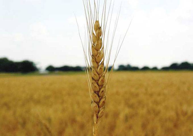 Big players misusing rebate policy of wheat export