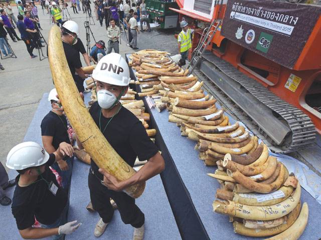 Thailand destroys ivory stockpile