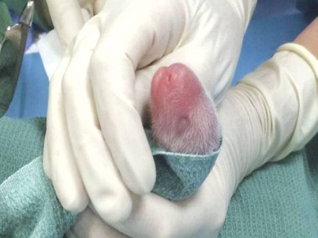 Smaller of newborn panda twins dies