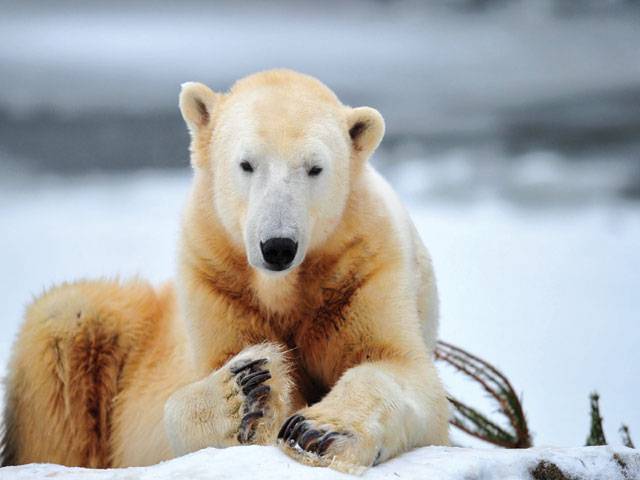 What killed Knut the polar bear? Study offers ‘closure’