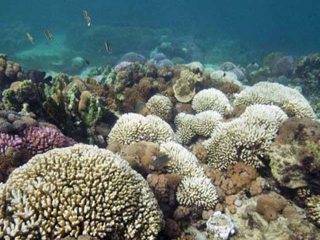 Qatar coral reef at risk from warming seas 