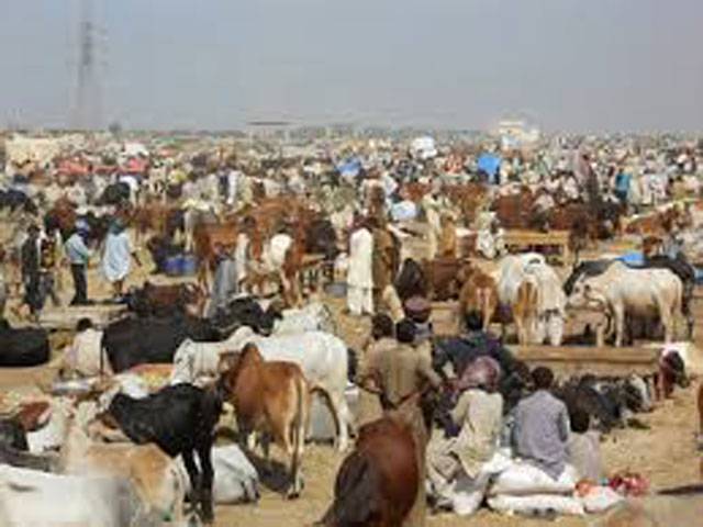 Sacrificial animals entry banned in city areas: TMA
