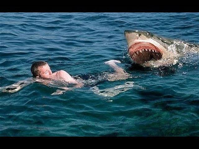 Man attacked by shark in Australia