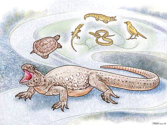 Odd ancient lizard-like reptile called earliest-known turtle 