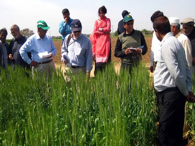 US supporting wheat productivity enhancement programme