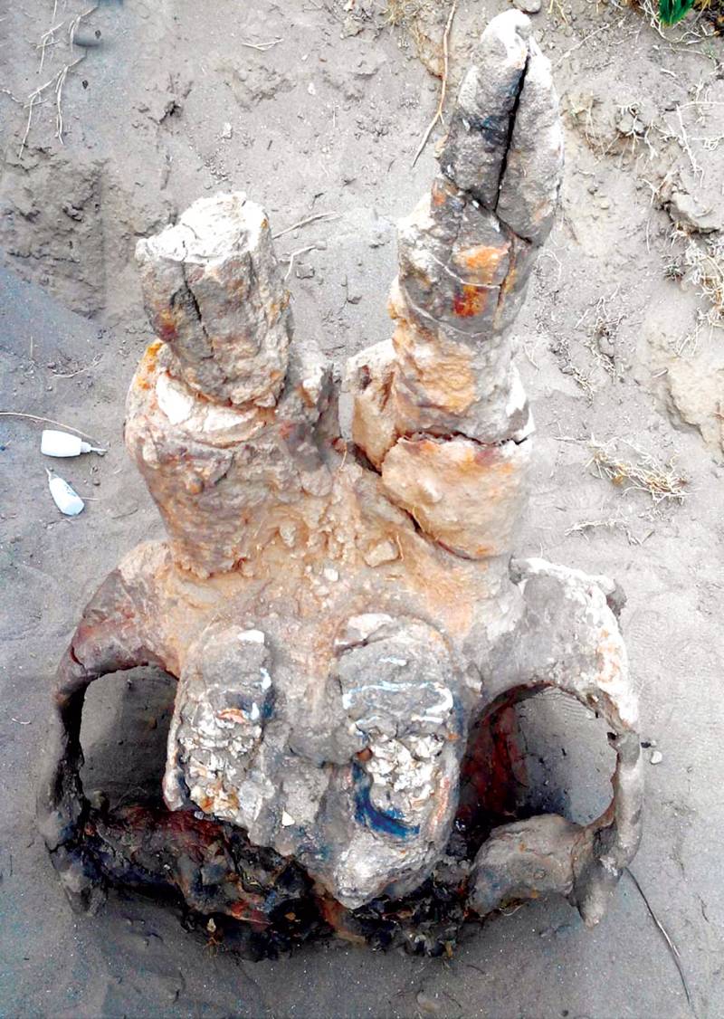 1.1m year old elephant skull discovered