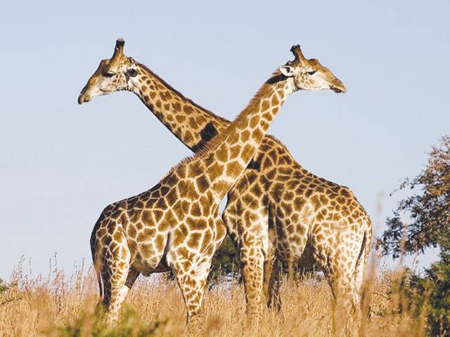 Giraffes ‘hum’ - but only at night