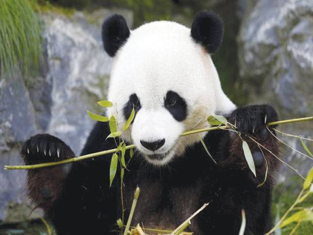 Belgian scientists look for biofuel clues in panda poo