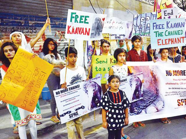 Activists demand freedom for chained elephant
