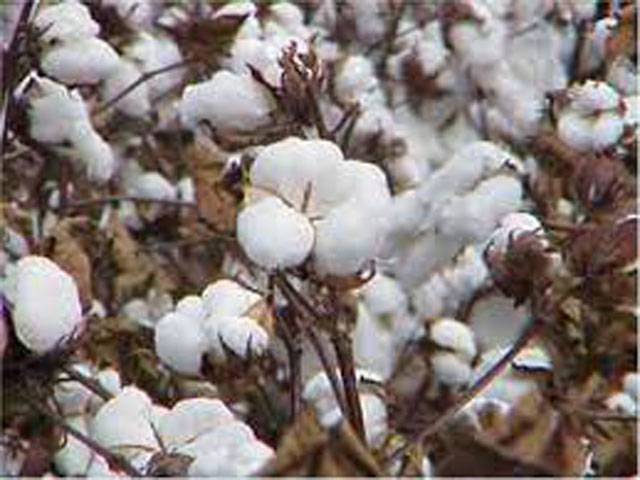 Guidelines for cotton picking