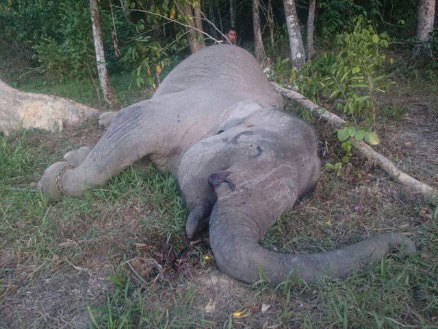 14 elephants die of poisoning in Zimbabwe 