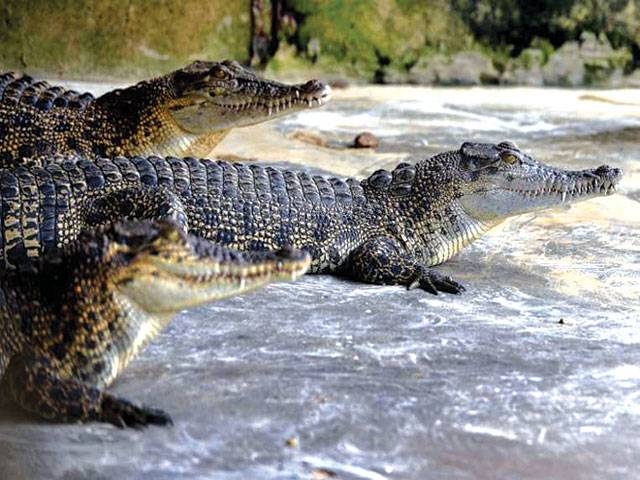 Crocodile-guarded prison island for drug convicts