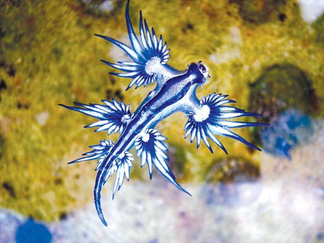 Weird sea creature glows electric blue 
