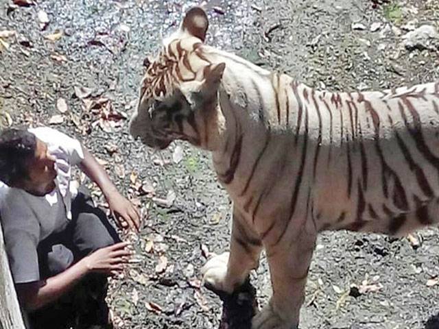 India man-eating tiger shot dead