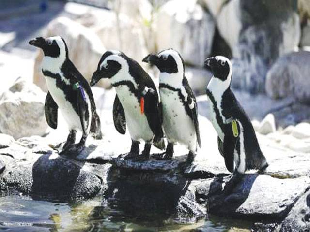 Imperilled African penguins pose scientific mystery