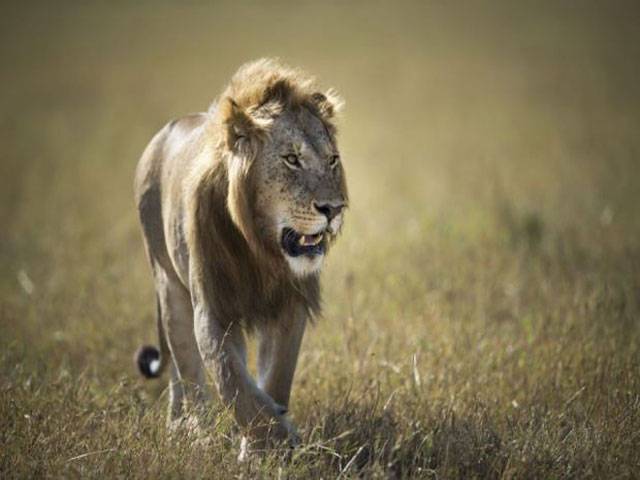 Lions made famous on television poisoned in Kenya 