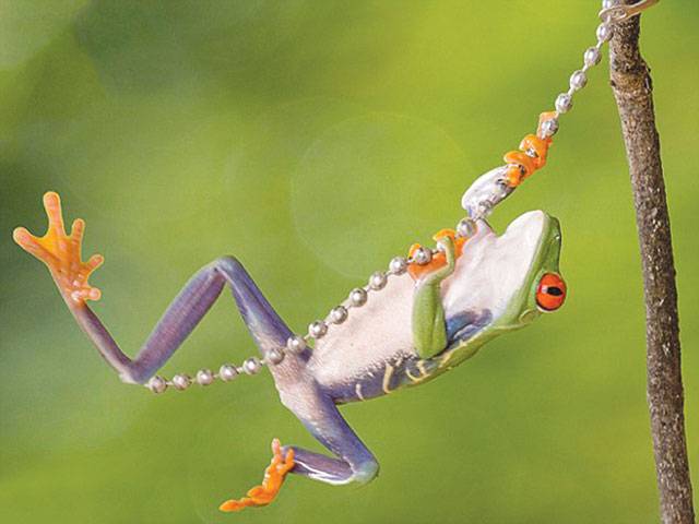 Pet frog pretends to be Tarzan 