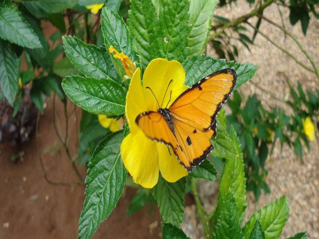 Saving forests, farmers try new crop: butterflies