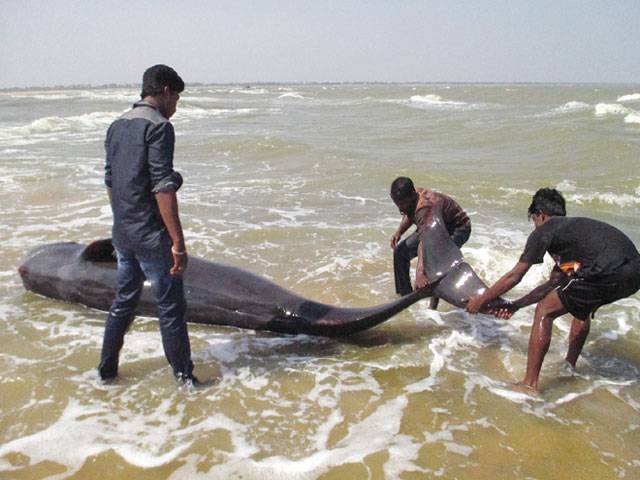 45 whales die after India stranding
