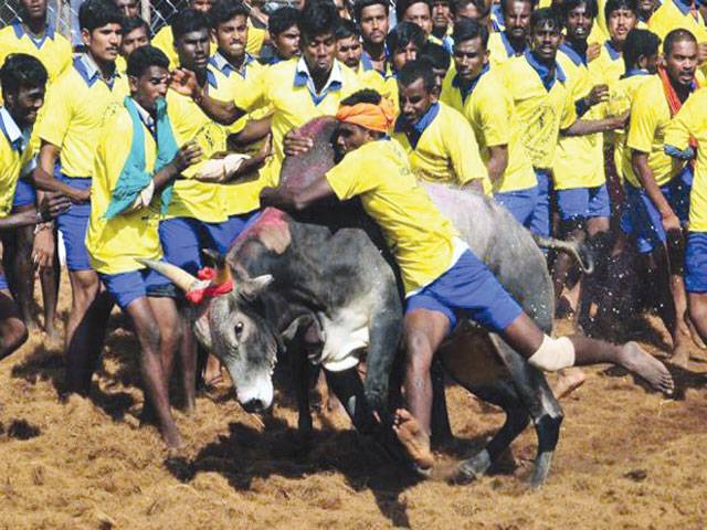 India’s top court halts bull running festival