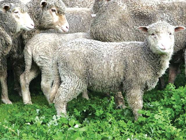 Baa'd end for New Zealanders on the lam