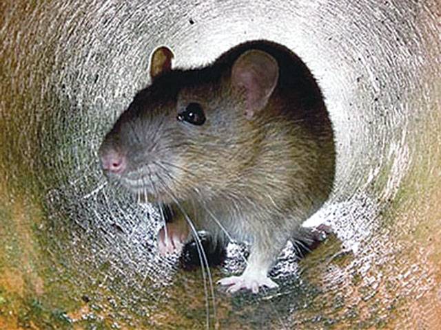 When hurt, rodents may console each other