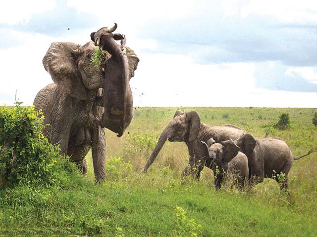 Elephant impales buffalo with tusks 