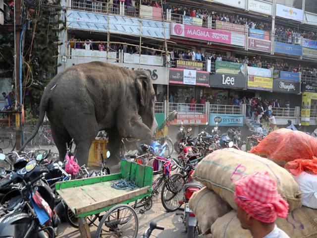 Wild elephant rampage in Indian village
