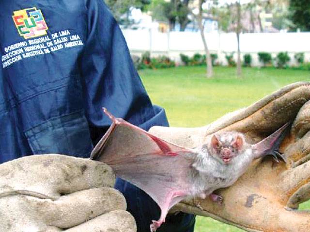 Rabid bats kill 12 children in Peru