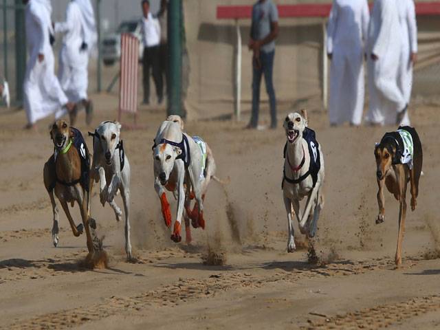 UAE dog race1
