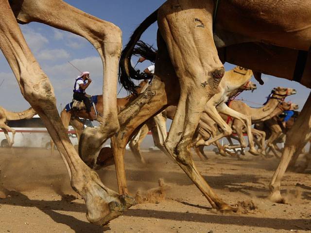 UAE culture festival camel