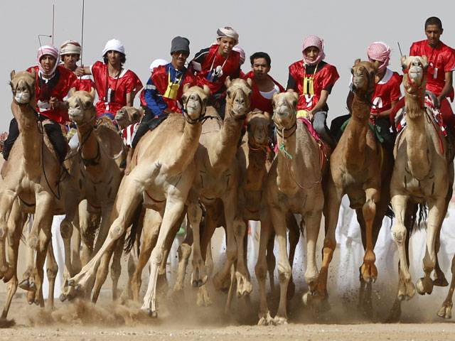 UAE culture festival camel