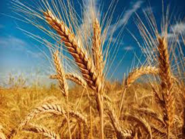 Drought-hit Mithi runs short of wheat 