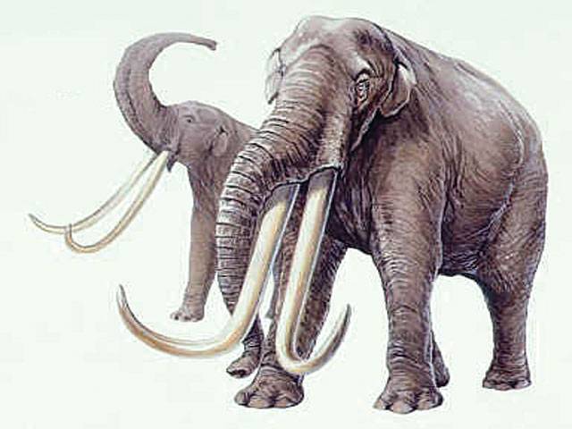 Pakistani scientists 'find 1.1 million year-old stegodon tusk'